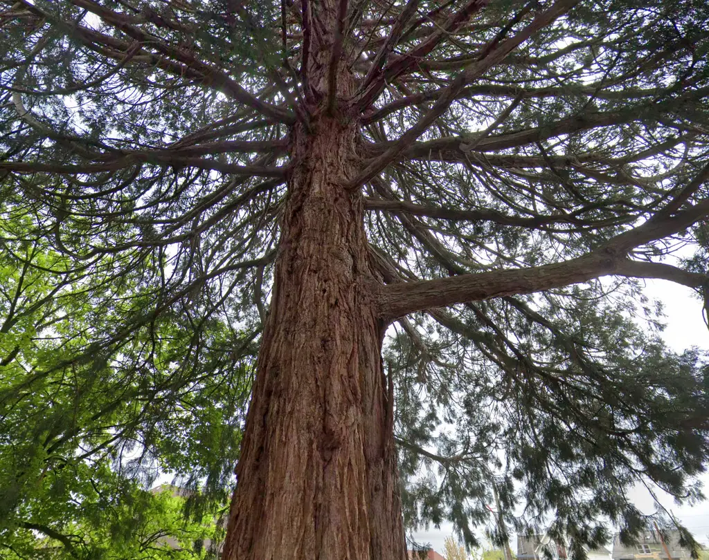 Bremerton-Historic-Sequoias-1