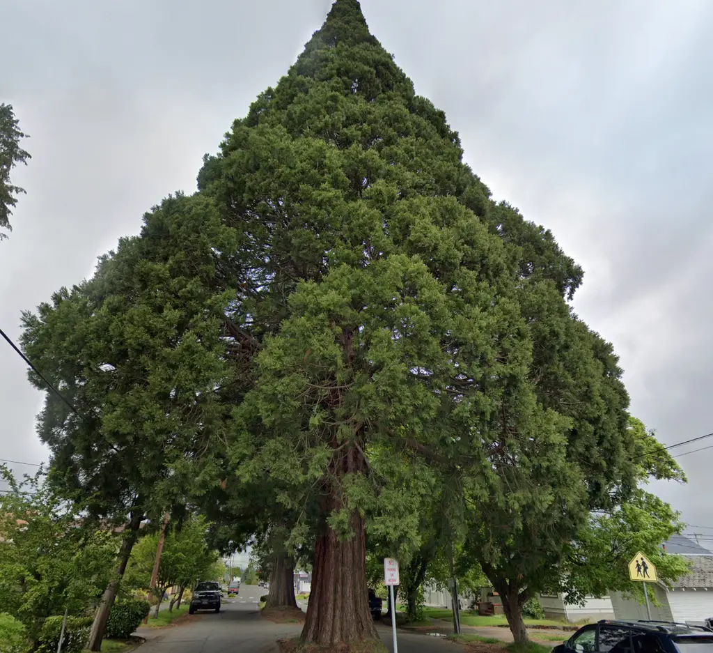 Bremerton-Historic-Sequoias