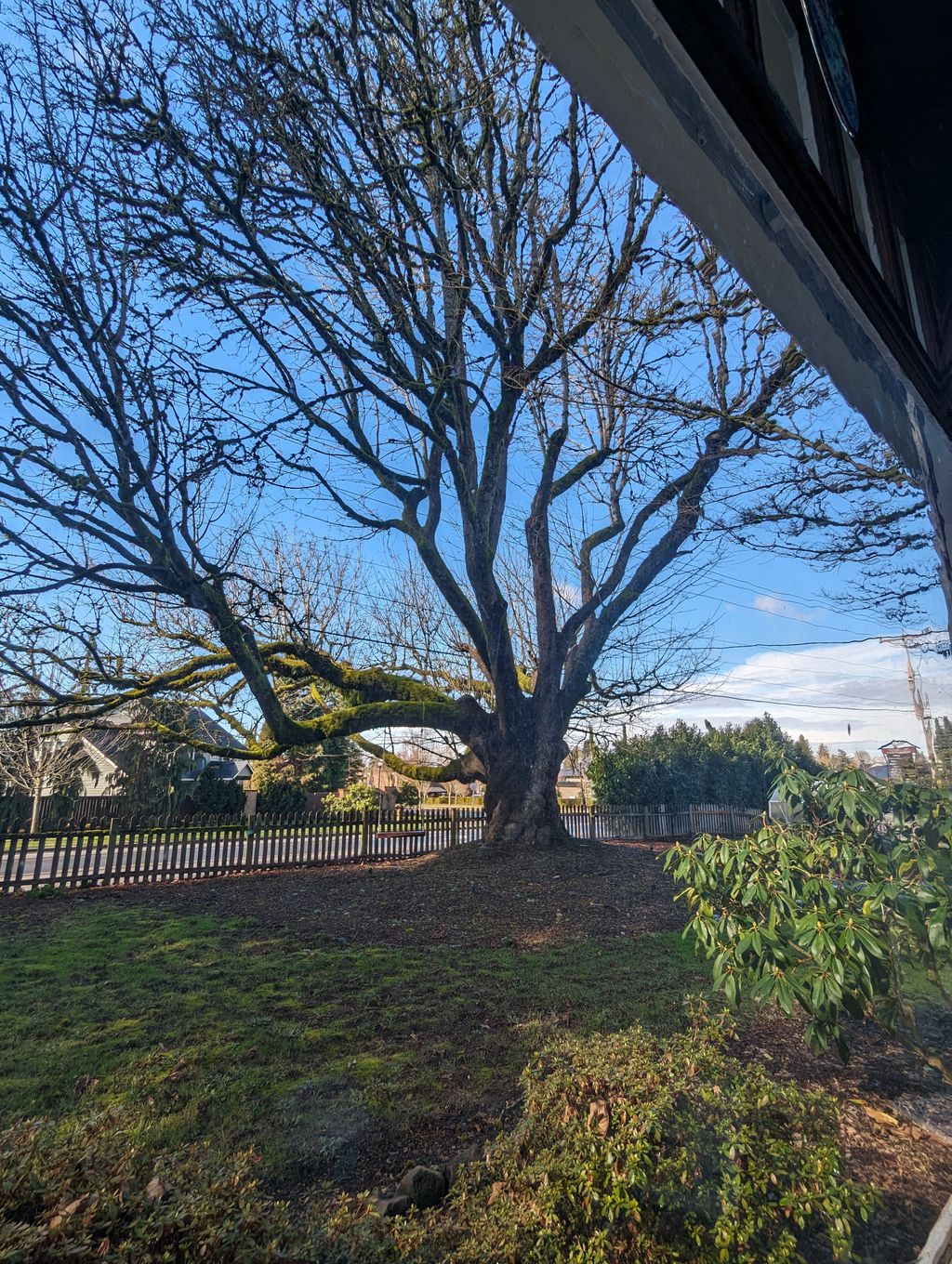 Clark-County-Heritage-tree-big-leaf-maple