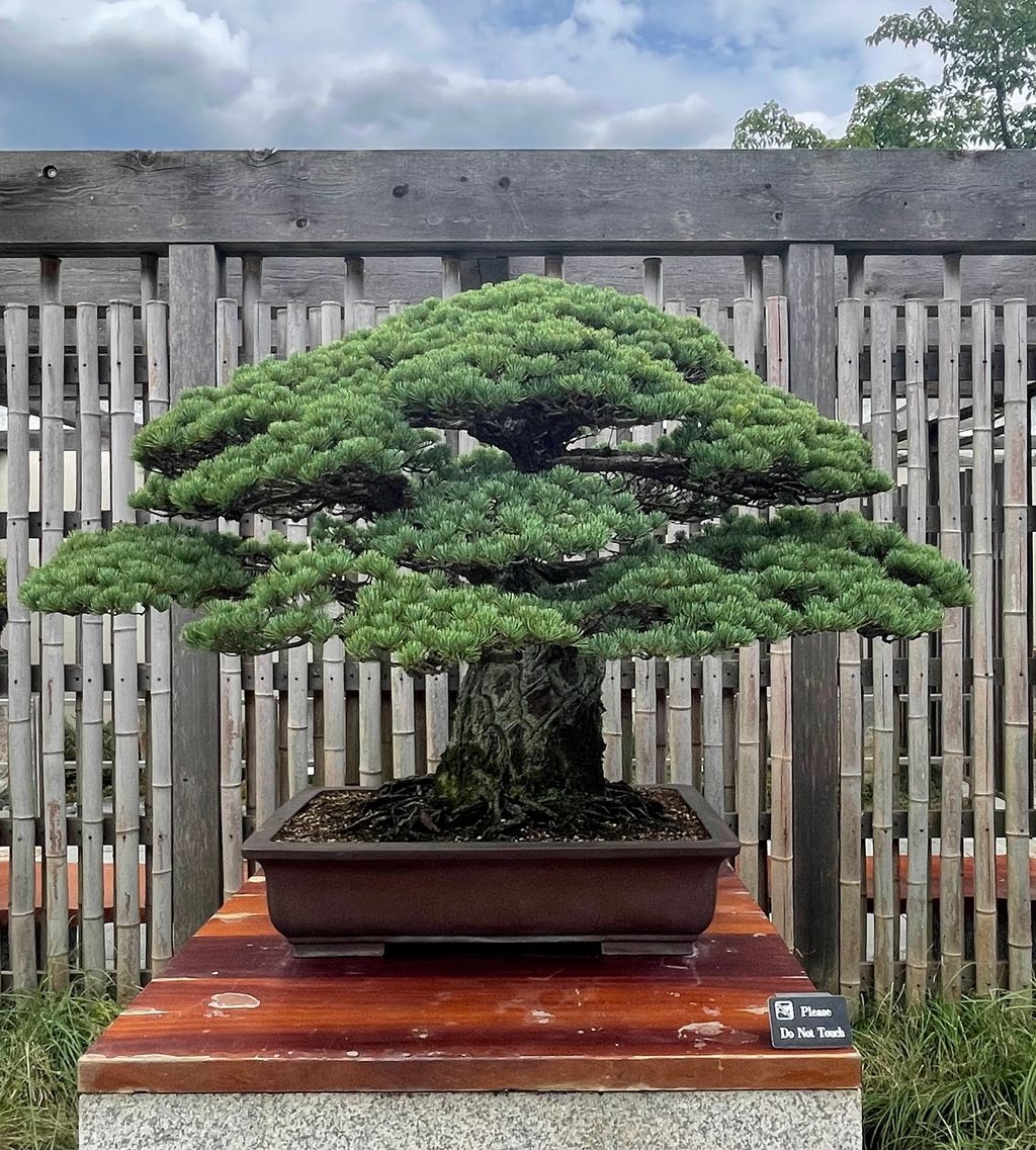 National-Bonsai-Penjing-Museum-1