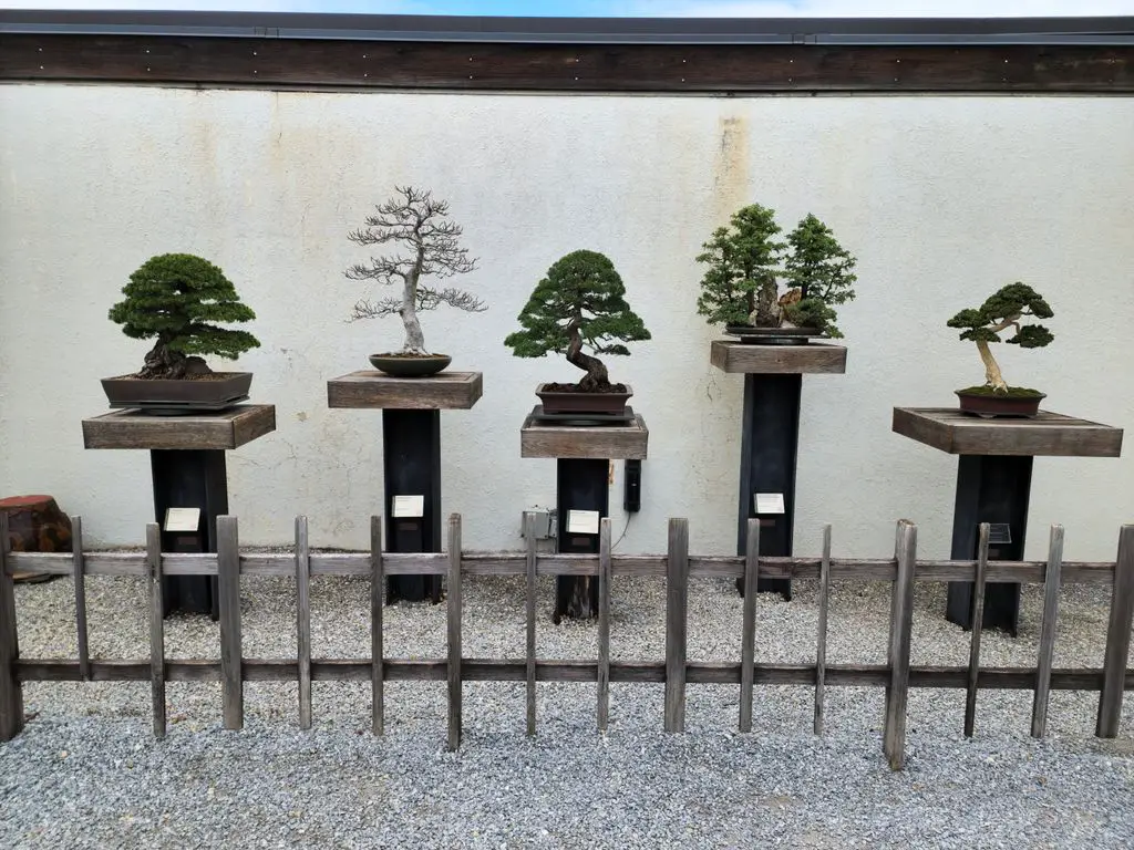 National-Bonsai-Penjing-Museum