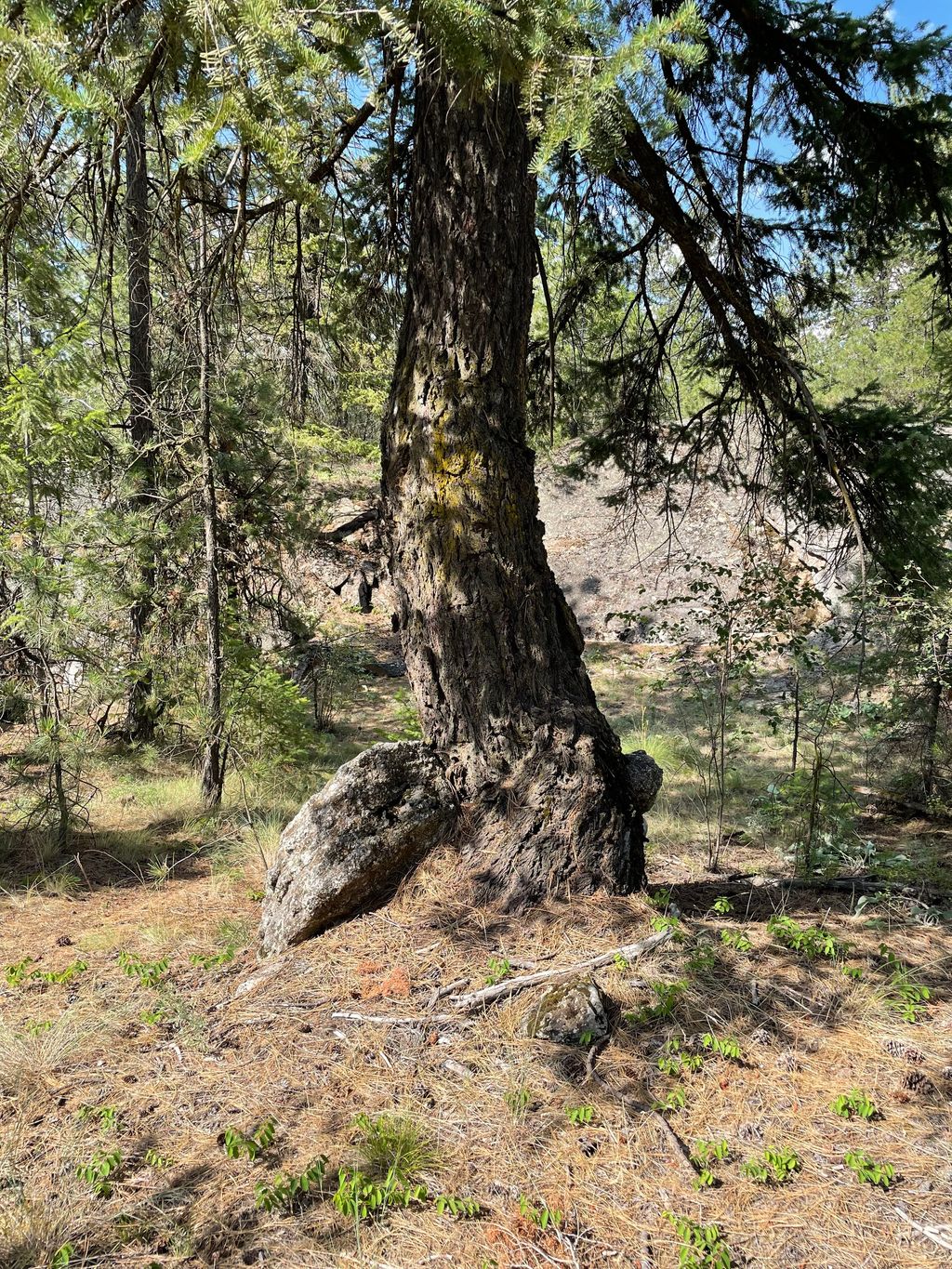 Rock-Ball-And-Tree