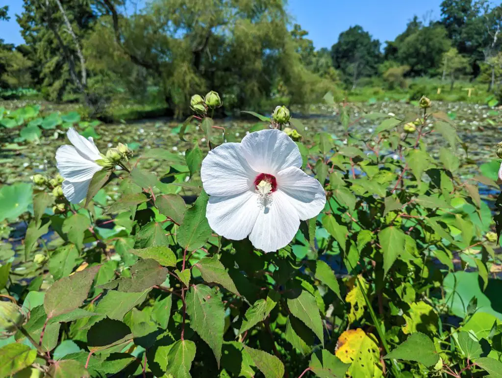 Kenilworth Park and Aquatic Gardens