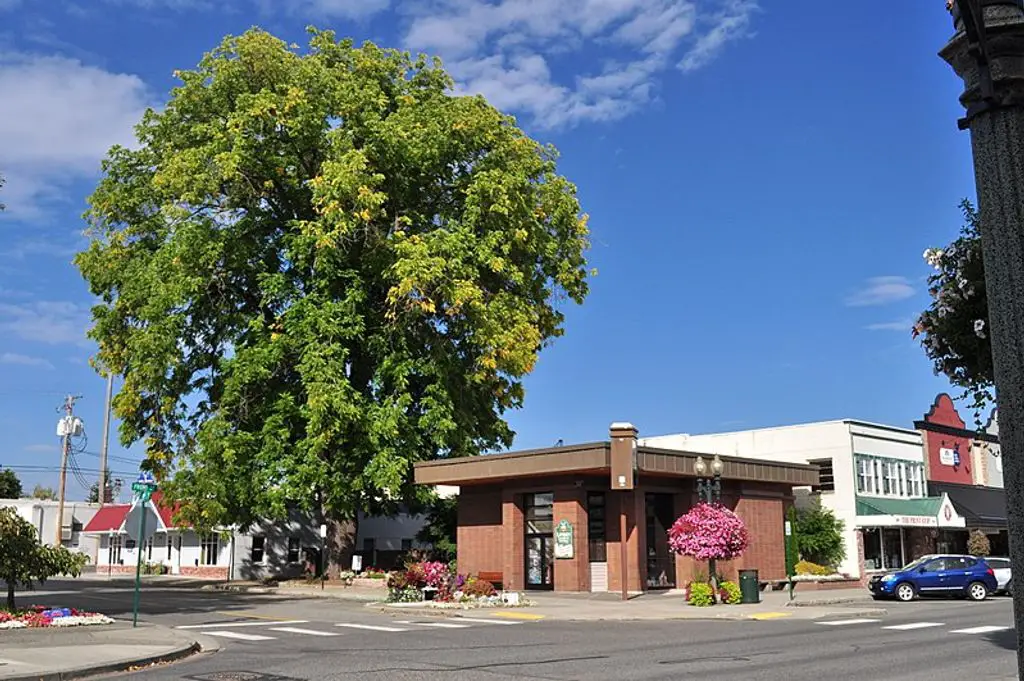 Lyndens-Oldest-Tree