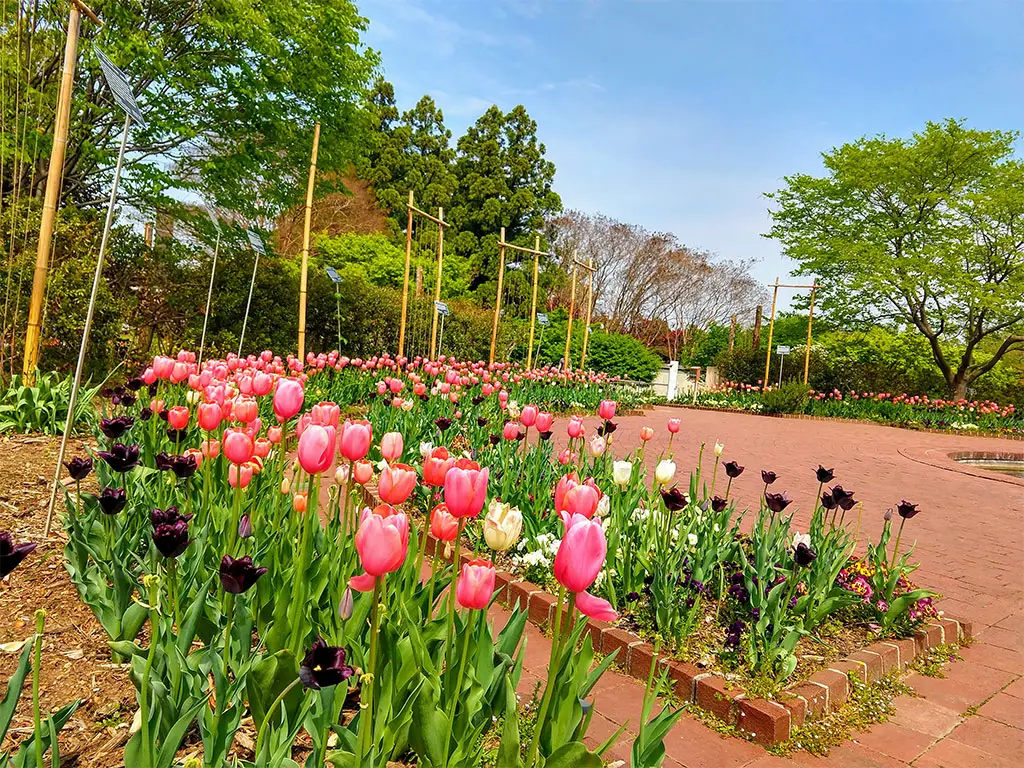 U.S. National Arboretum