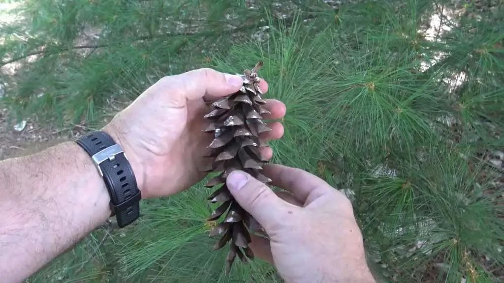 Eastern White Pine (Pinus strobus)