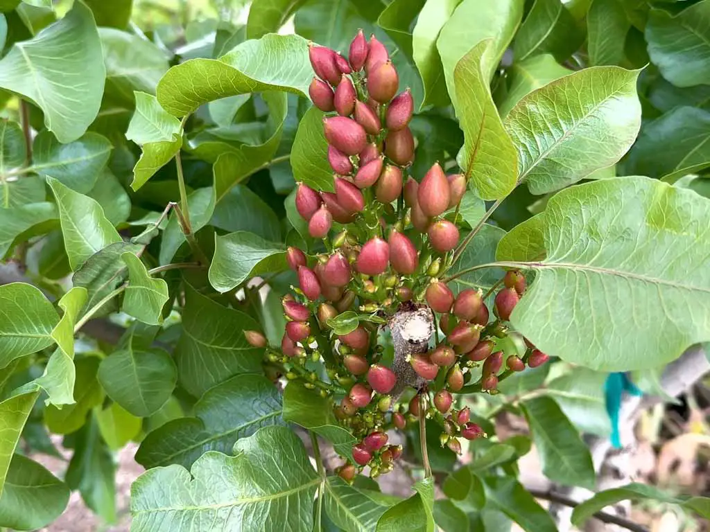 Can Pistachio Trees Survive in Washington DC? Ultimate Growing Guide